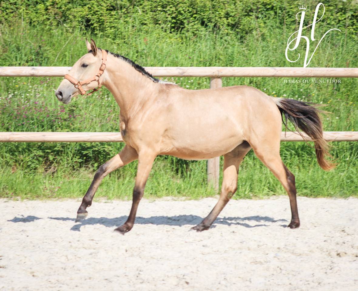 Filly Lusitano For sale 2023 Buckskin