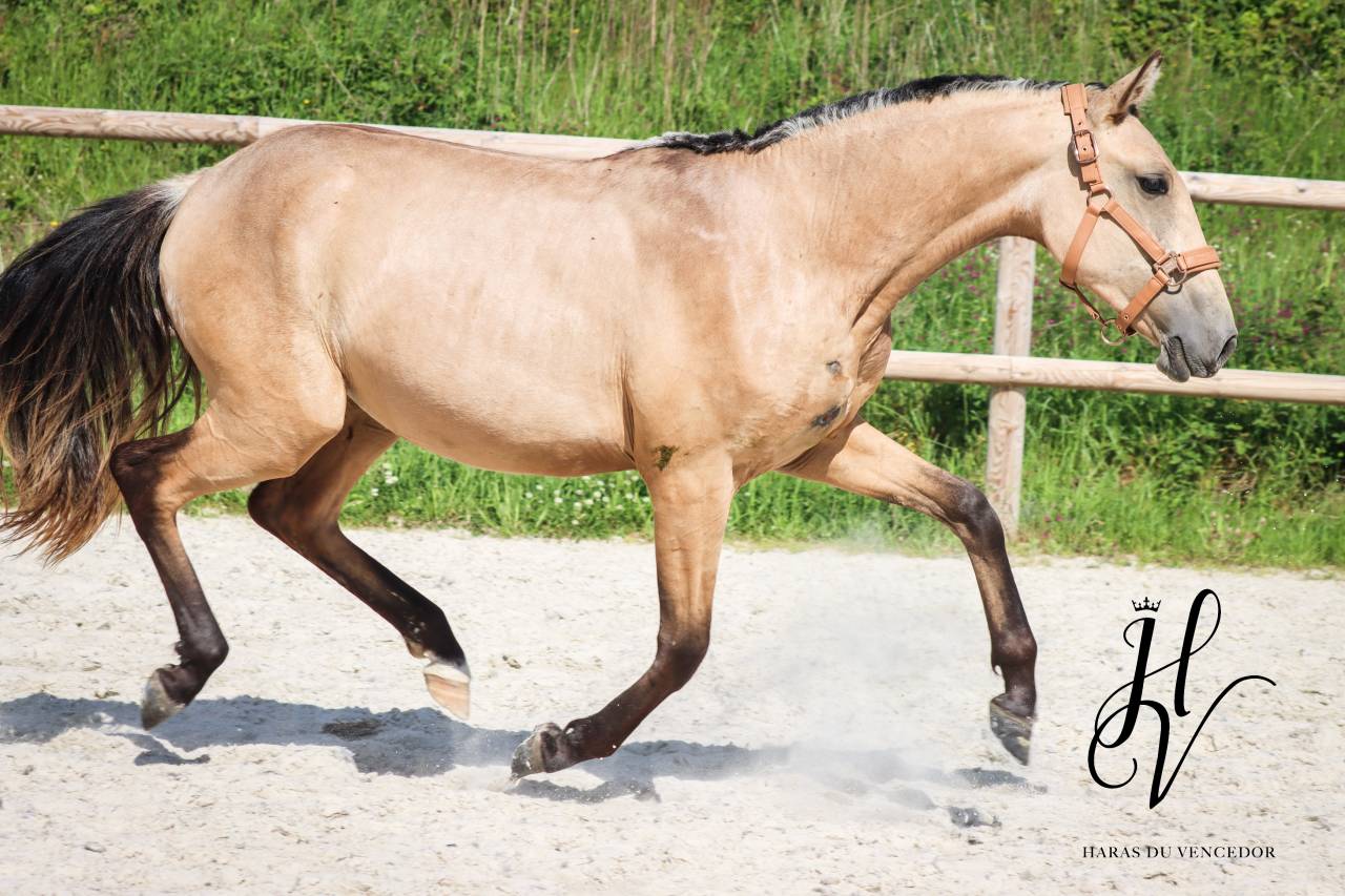 Filly Lusitano For sale 2023 Buckskin