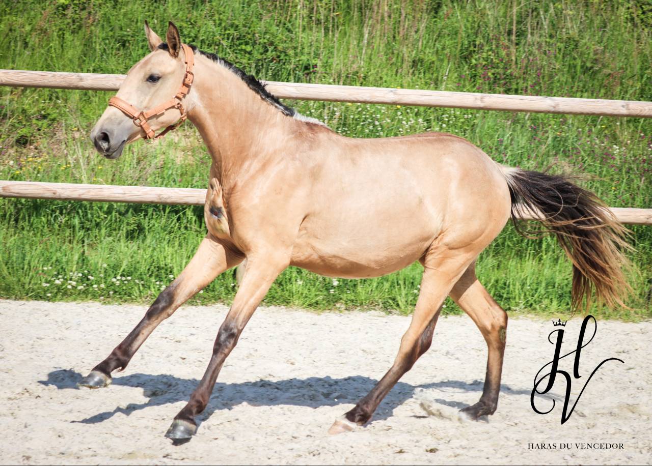 Filly Lusitano For sale 2023 Buckskin