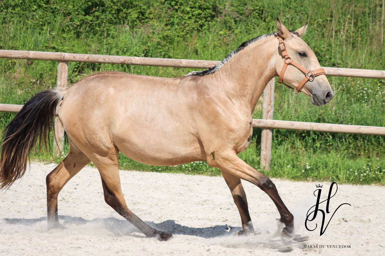 Filly Lusitano For sale 2023 Buckskin