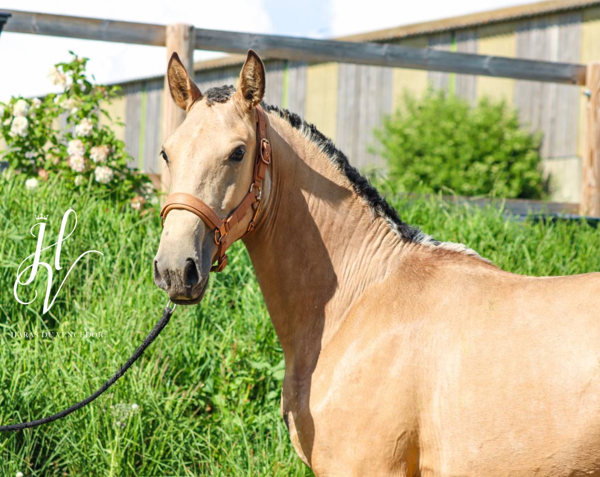 Filly Lusitano For sale 2023 Buckskin