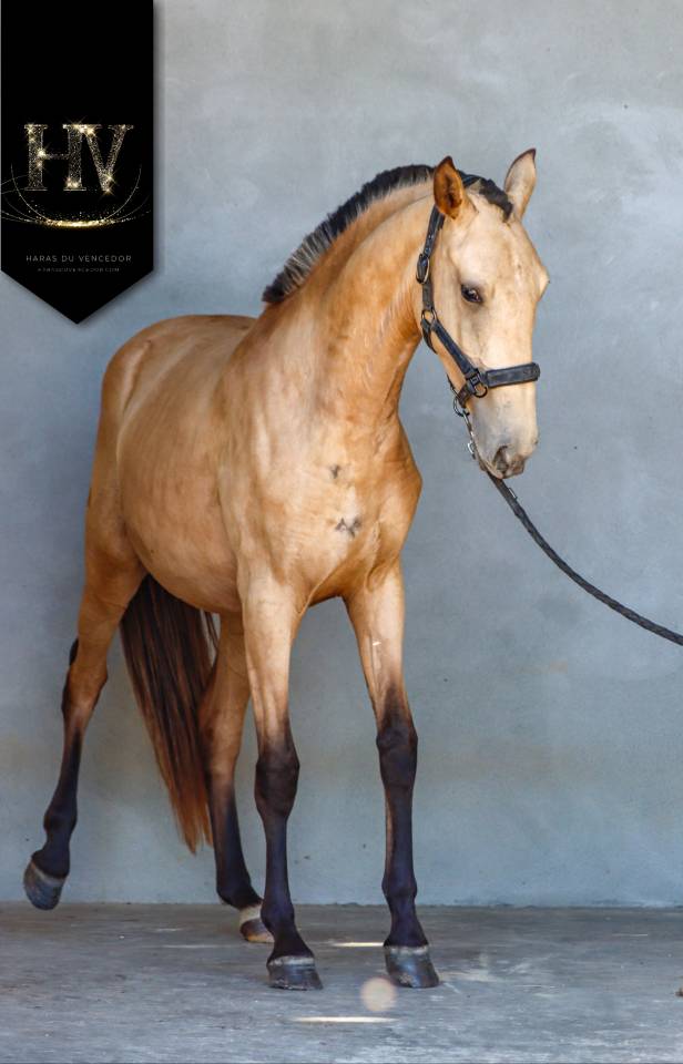 Filly Lusitano For sale 2023 Buckskin