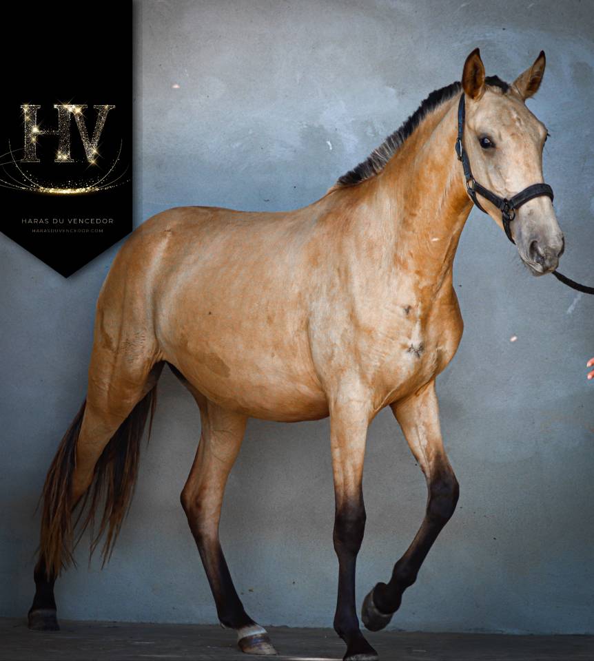 Filly Lusitano For sale 2023 Buckskin