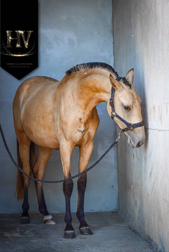 Filly Lusitano For sale 2023 Buckskin