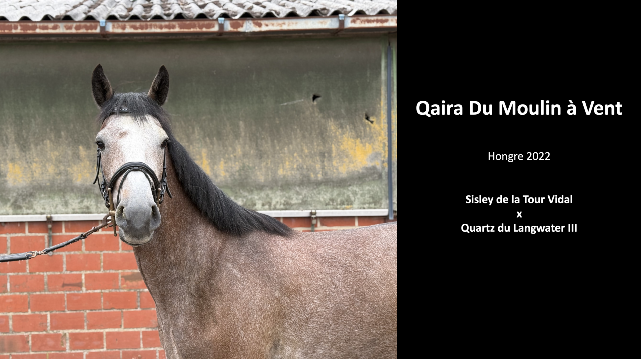 Gelding sBs Belgian Warmblood For sale 2022 Grey