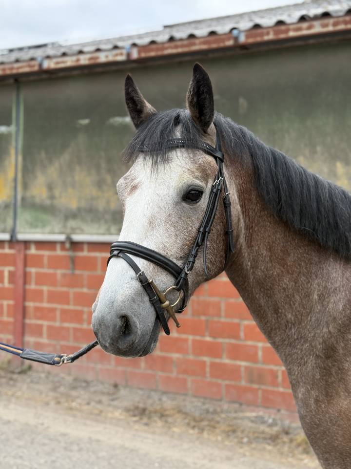 Gelding sBs Belgian Warmblood For sale 2022 Grey