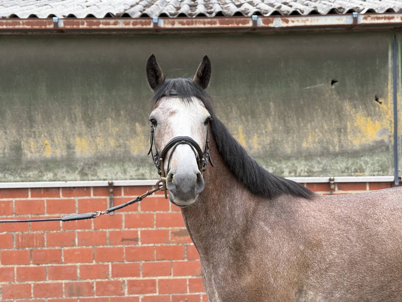 Gelding sBs Belgian Warmblood For sale 2022 Grey