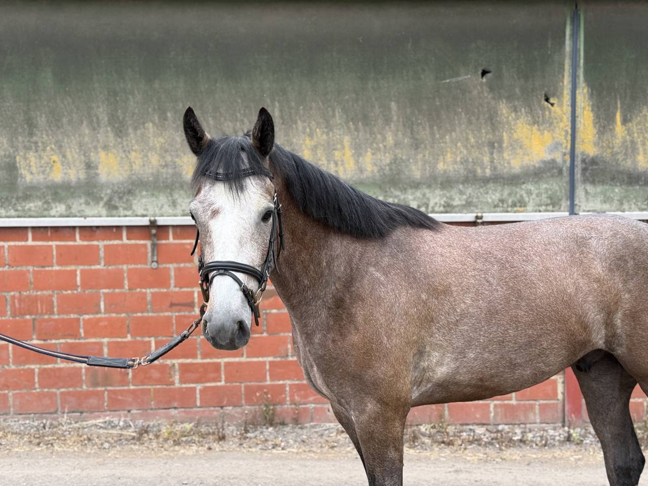 Gelding sBs Belgian Warmblood For sale 2022 Grey