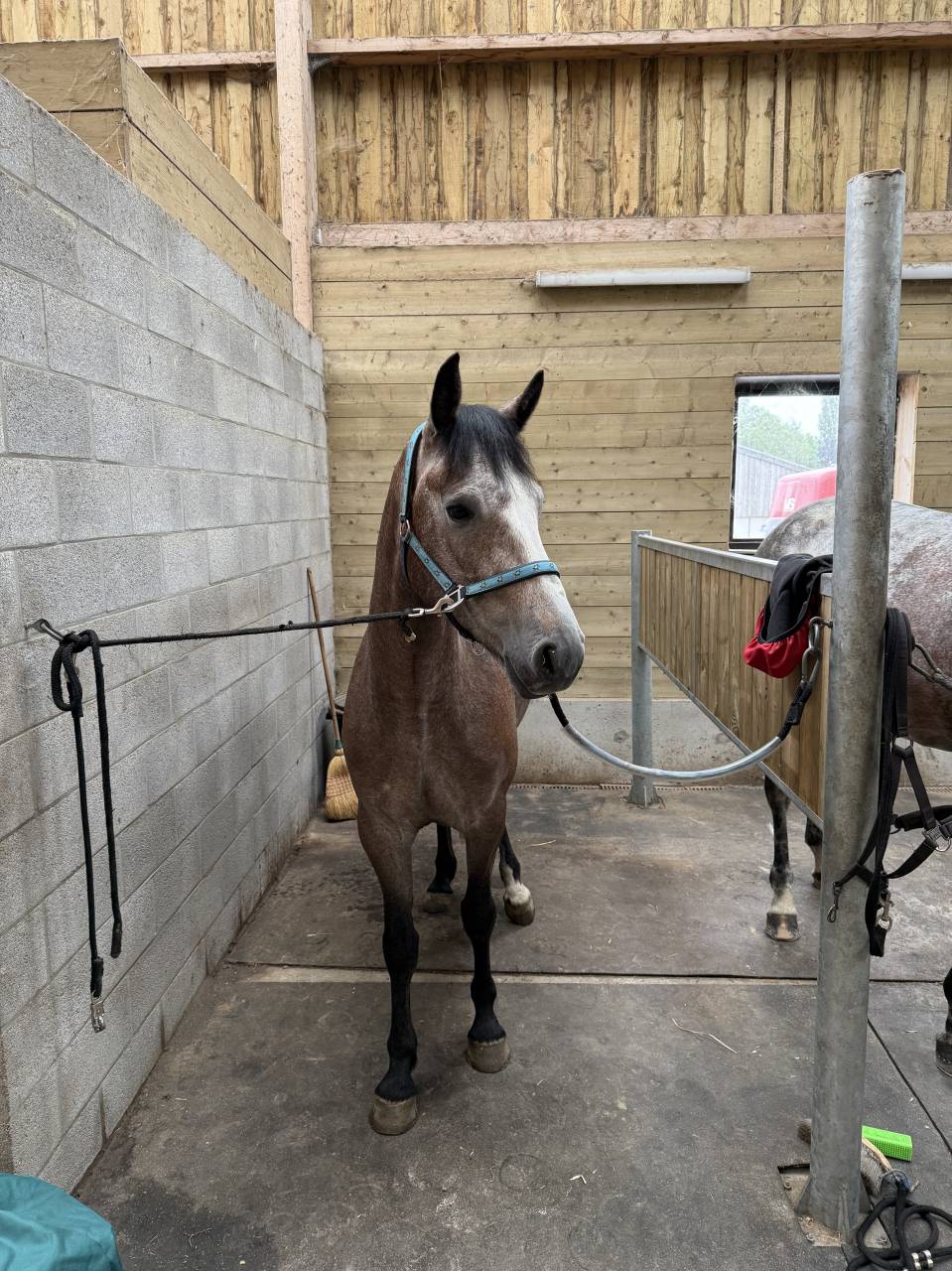 Gelding sBs Belgian Warmblood For sale 2022 Grey