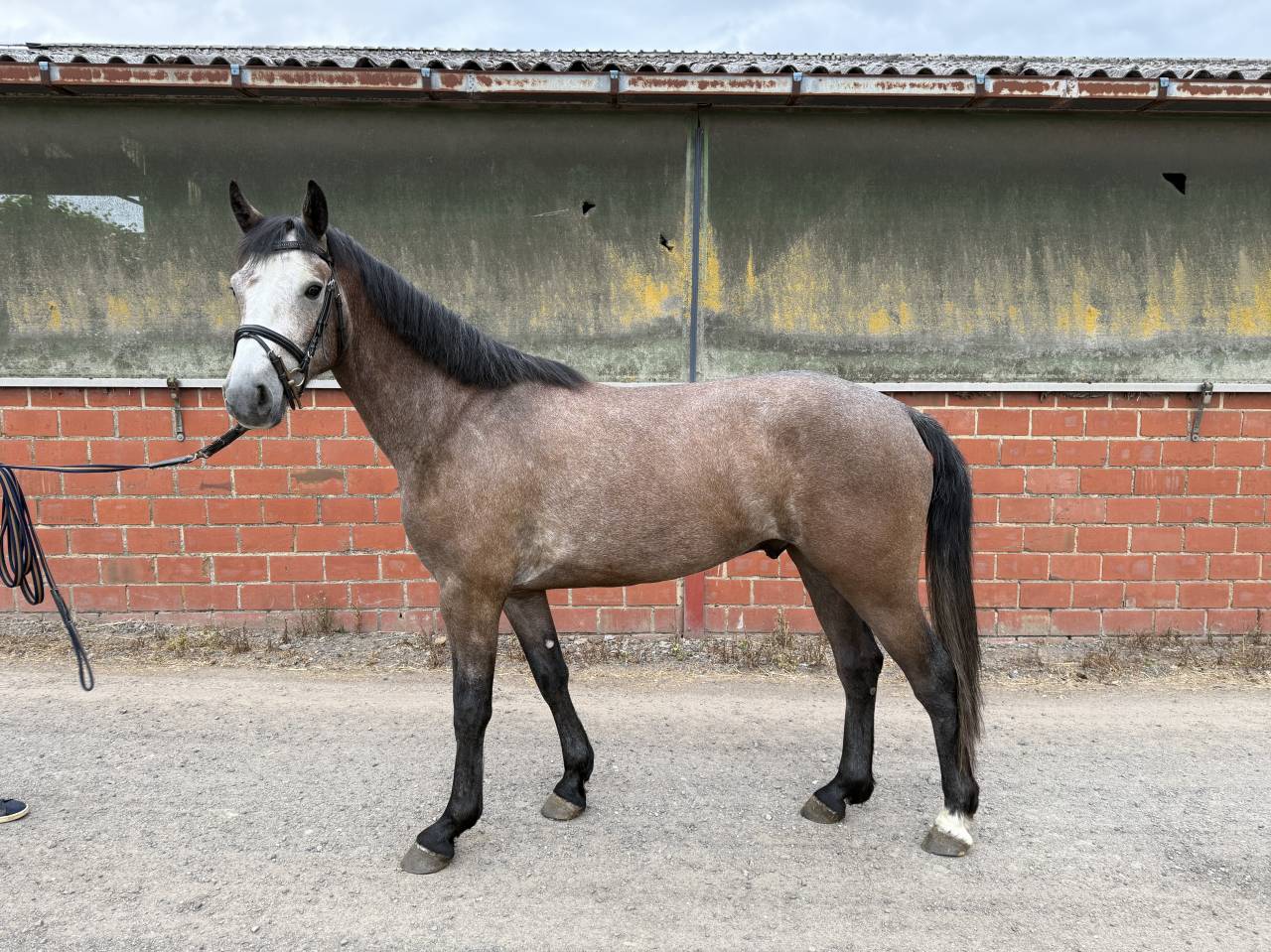 Gelding sBs Belgian Warmblood For sale 2022 Grey