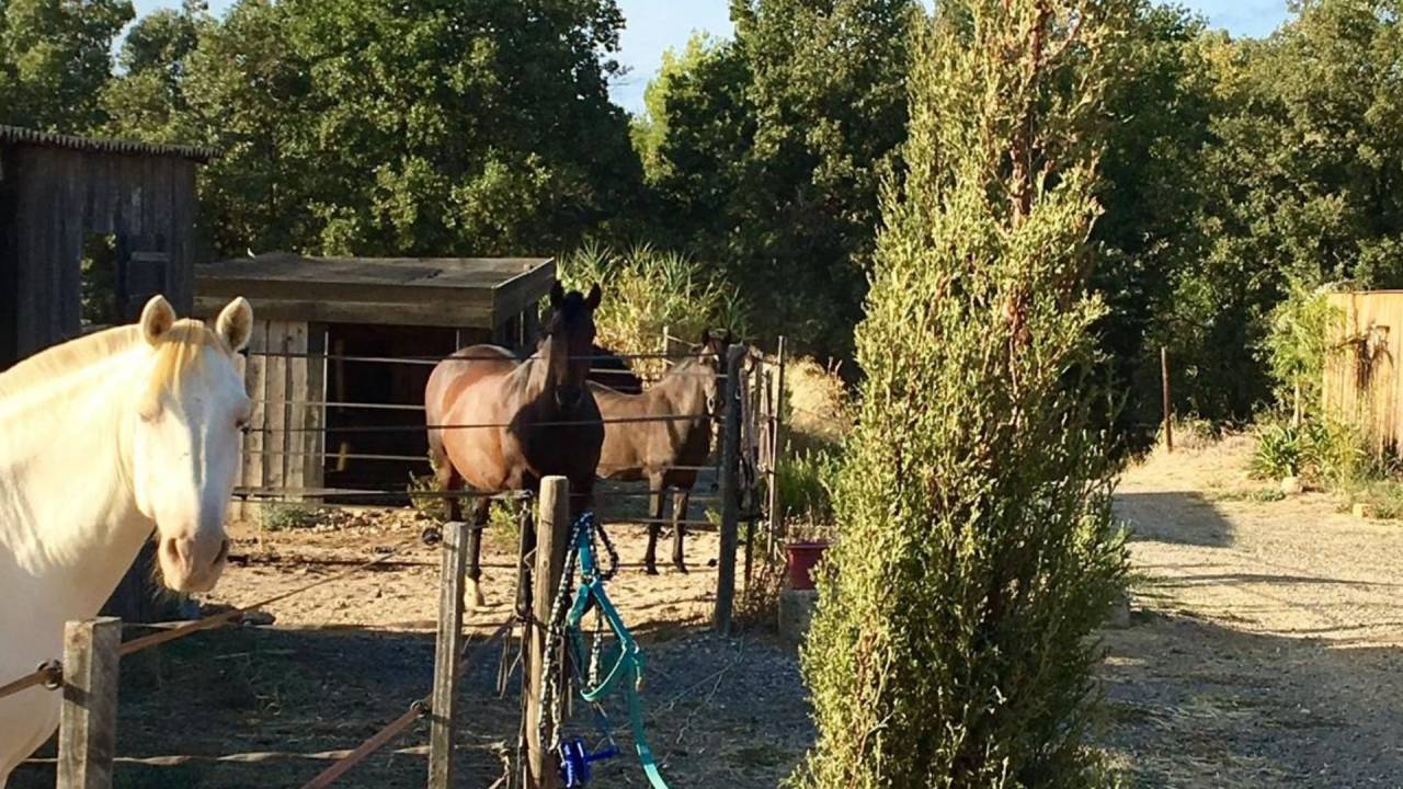 Equestrian property  H&eacute;rault