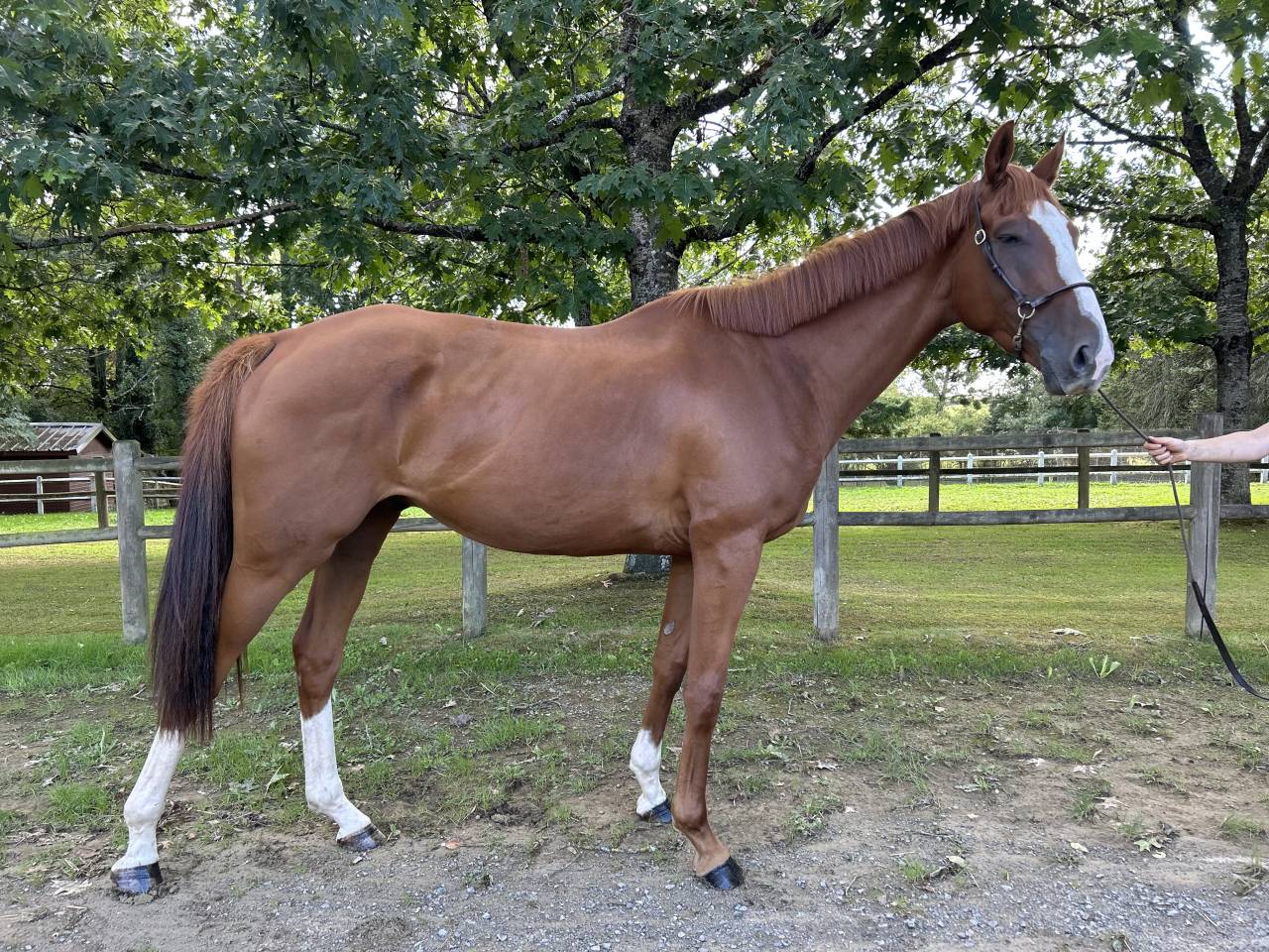Gelding Irish Thoroughbred For sale 2021 Chesnut