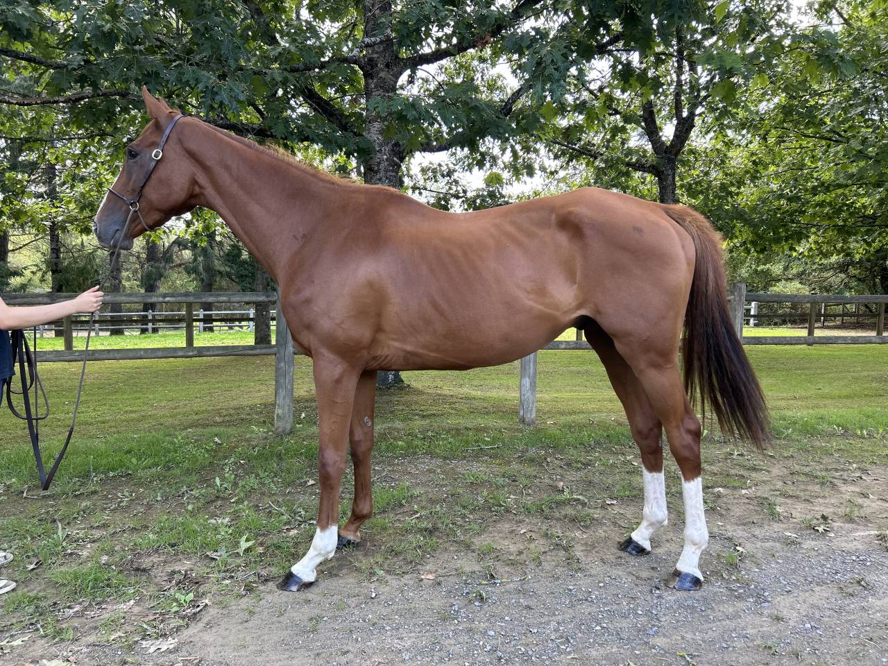 Gelding Irish Thoroughbred For sale 2021 Chesnut