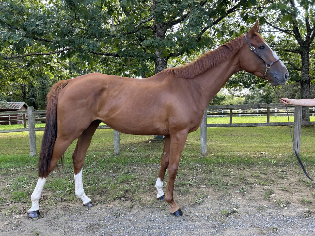 Gelding Irish Thoroughbred For sale 2021 Chesnut