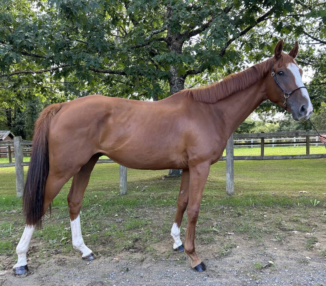 Gelding Irish Thoroughbred For sale 2021 Chesnut