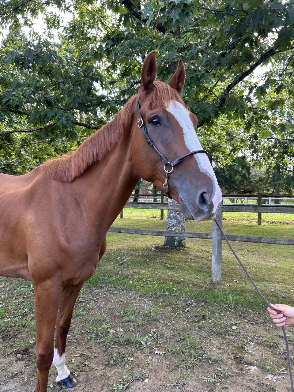 Gelding Irish Thoroughbred For sale 2021 Chesnut