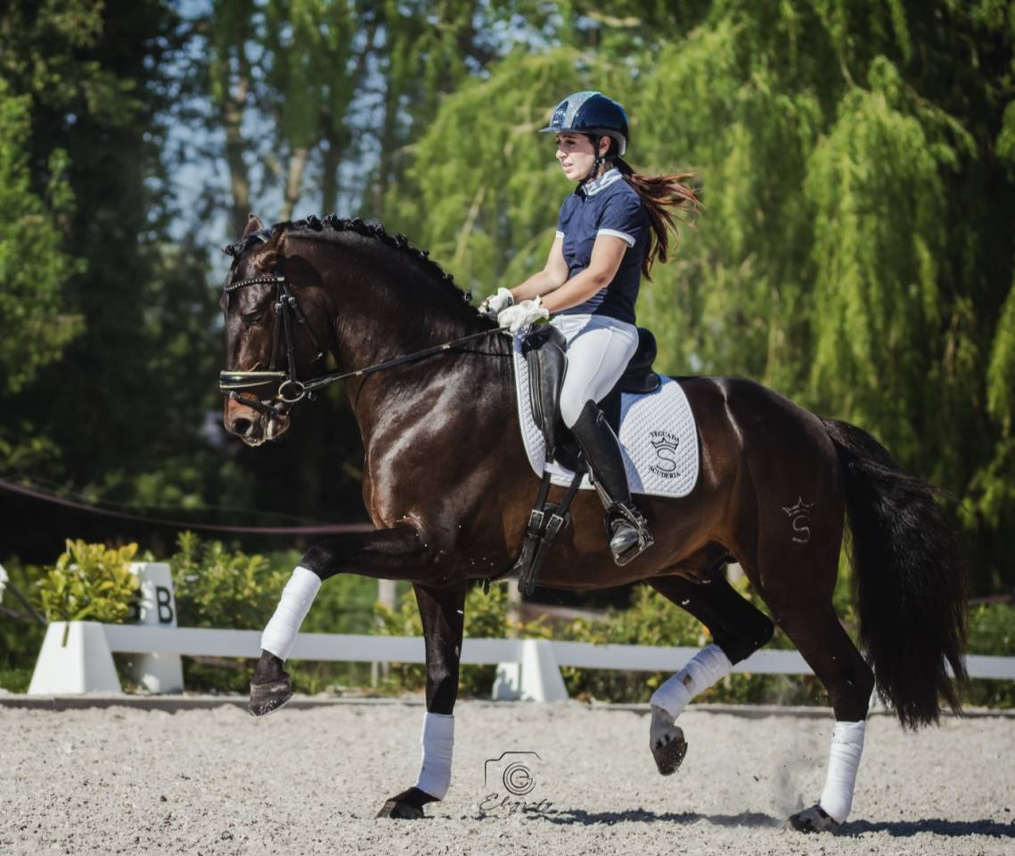 ANTARES DE SCUDERIA  - PRE Pure Spanish Bred 2020 by Poeta de Susaeta