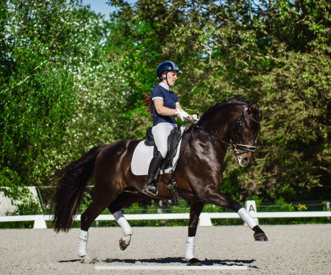 ANTARES DE SCUDERIA  - PRE Pure Spanish Bred 2020 by Poeta de Susaeta