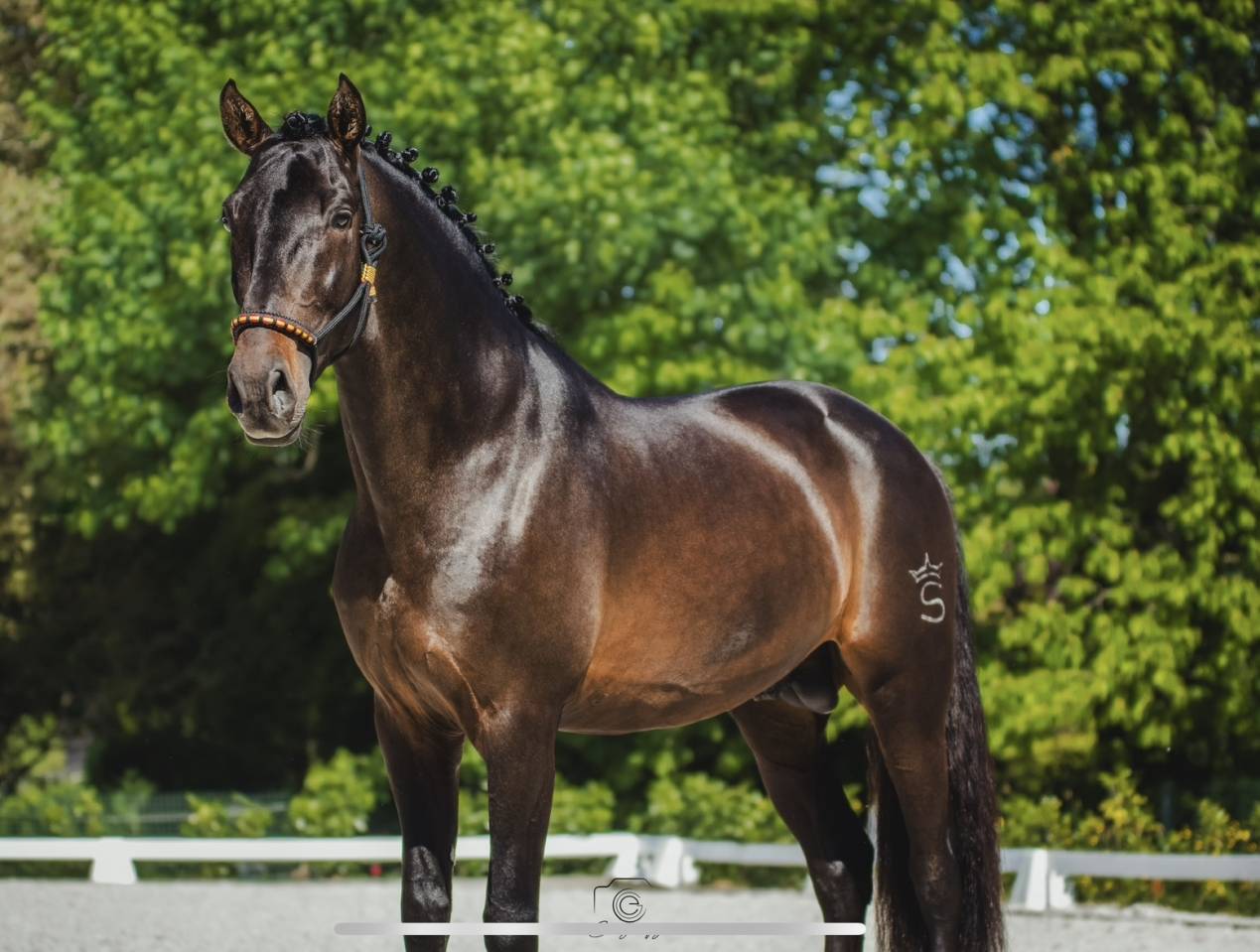 ANTARES DE SCUDERIA  - PRE Pure Spanish Bred 2020 by Poeta de Susaeta