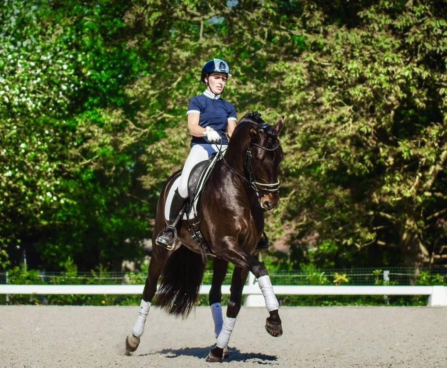 ANTARES DE SCUDERIA  - PRE Pure Spanish Bred 2020 by Poeta de Susaeta