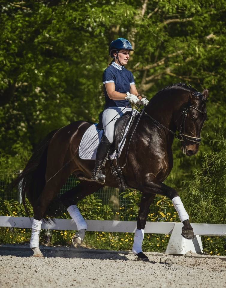 ANTARES DE SCUDERIA  - PRE Pure Spanish Bred 2020 by Poeta de Susaeta