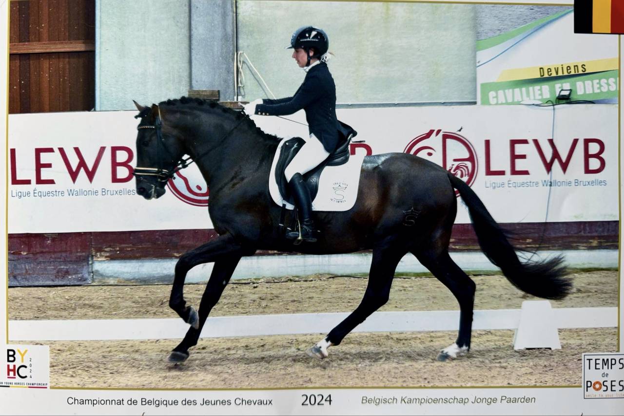 ANTARES DE SCUDERIA  - PRE Pure Spanish Bred 2020 by Poeta de Susaeta