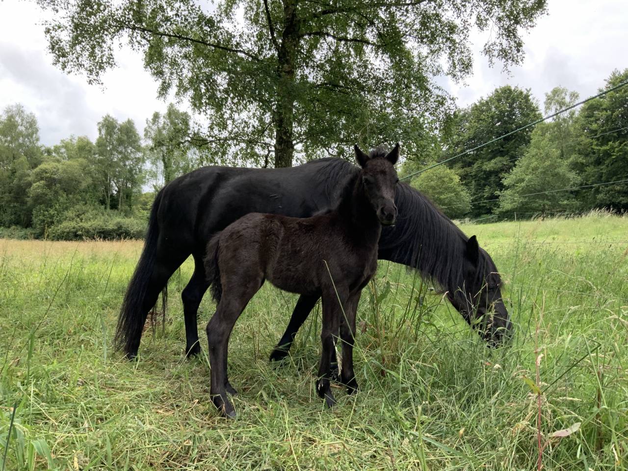 Filly Dartmoor For sale 2025 Dark Bay