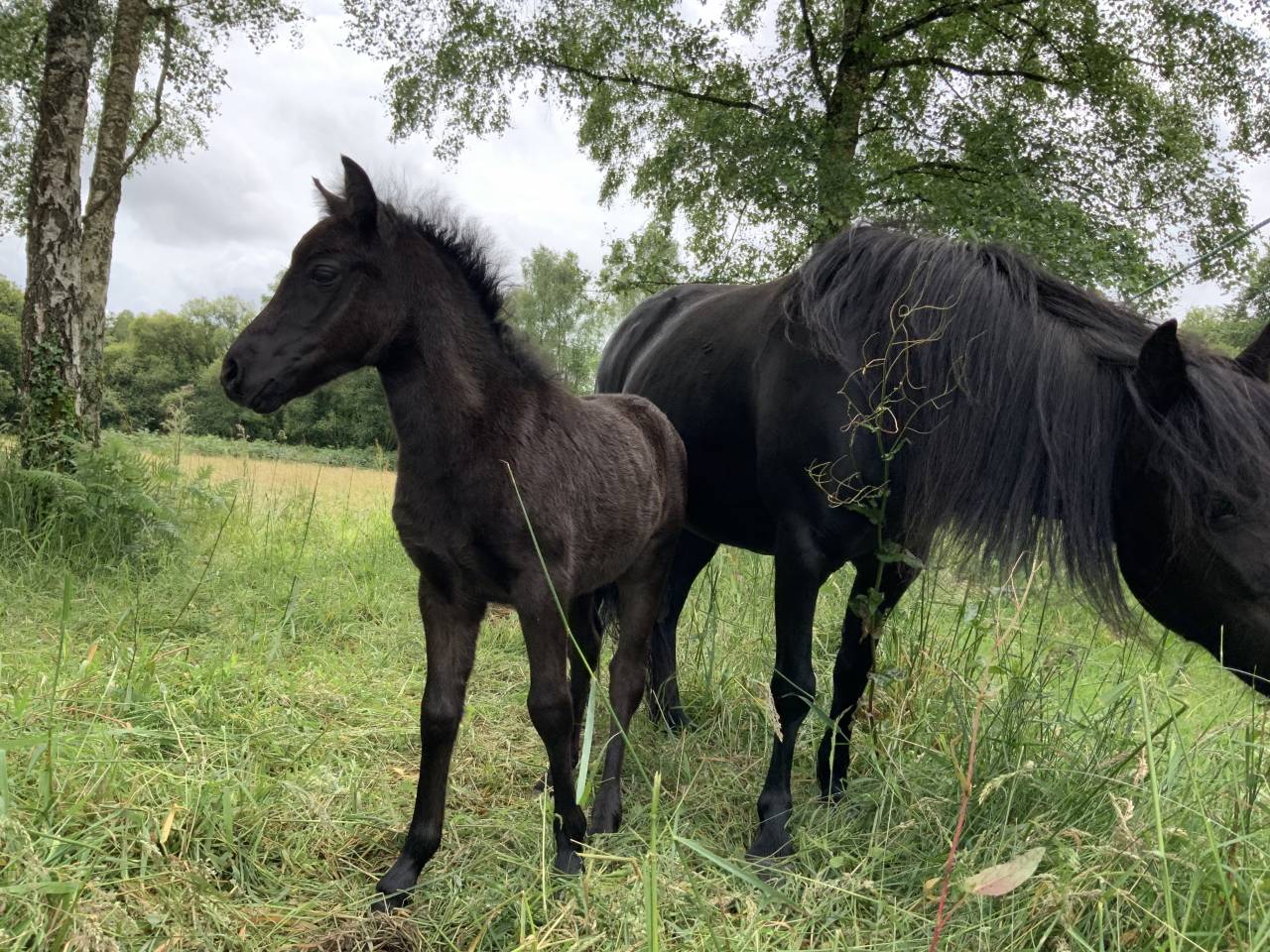 Filly Dartmoor For sale 2025 Dark Bay