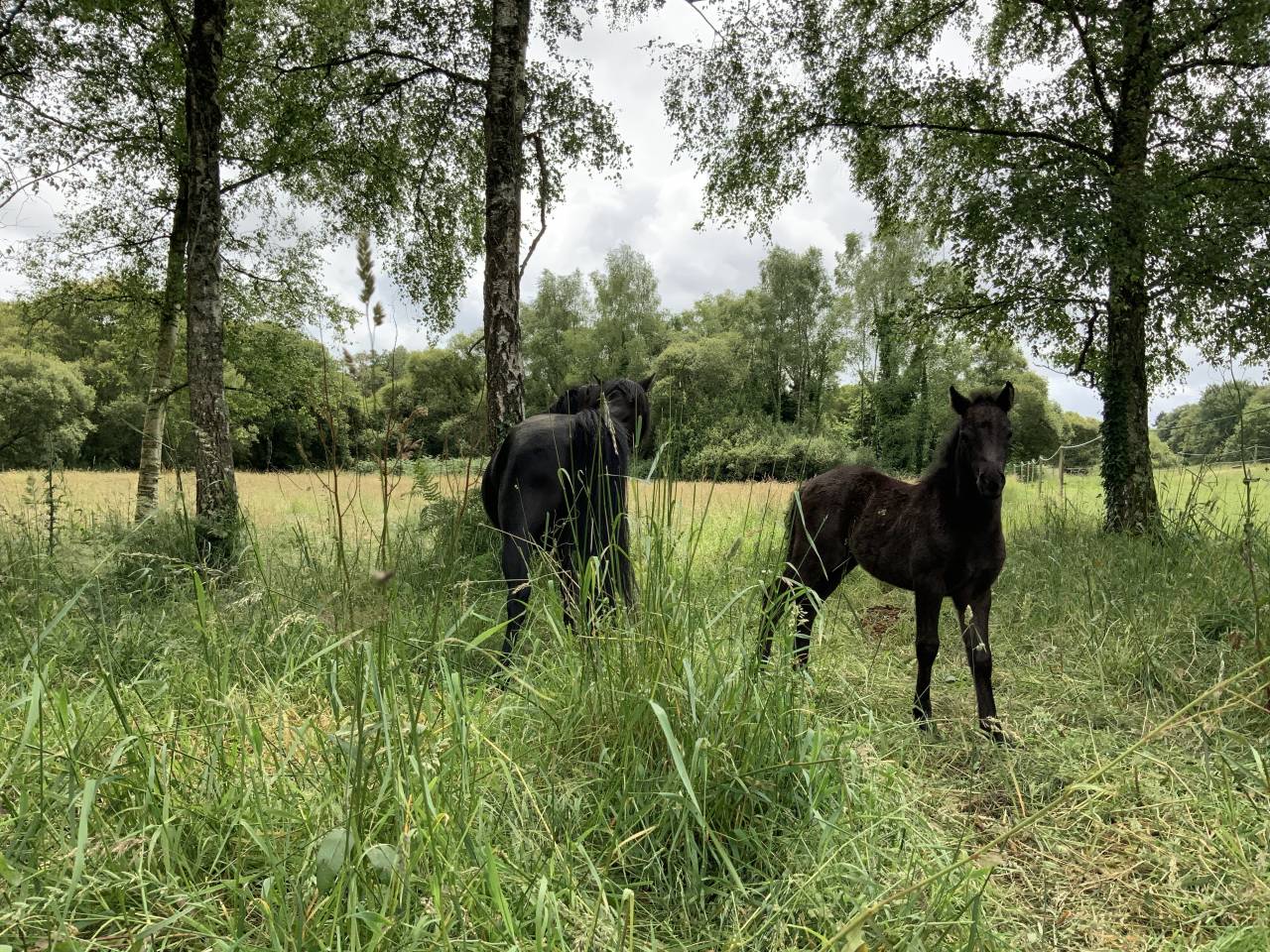 Filly Dartmoor For sale 2025 Dark Bay