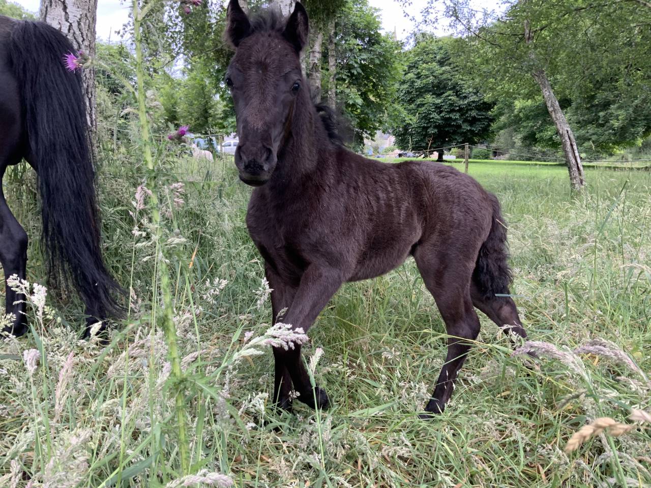 Filly Dartmoor For sale 2025 Dark Bay