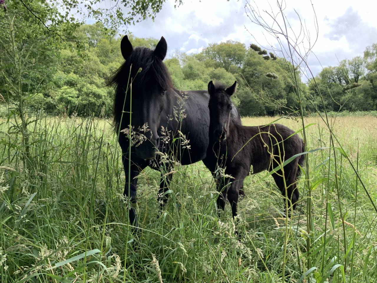 Filly Dartmoor For sale 2025 Dark Bay