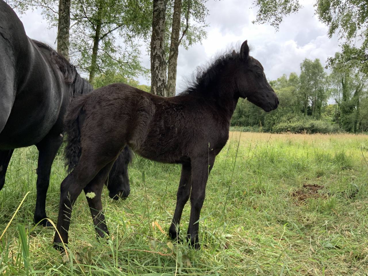 Filly Dartmoor For sale 2025 Dark Bay