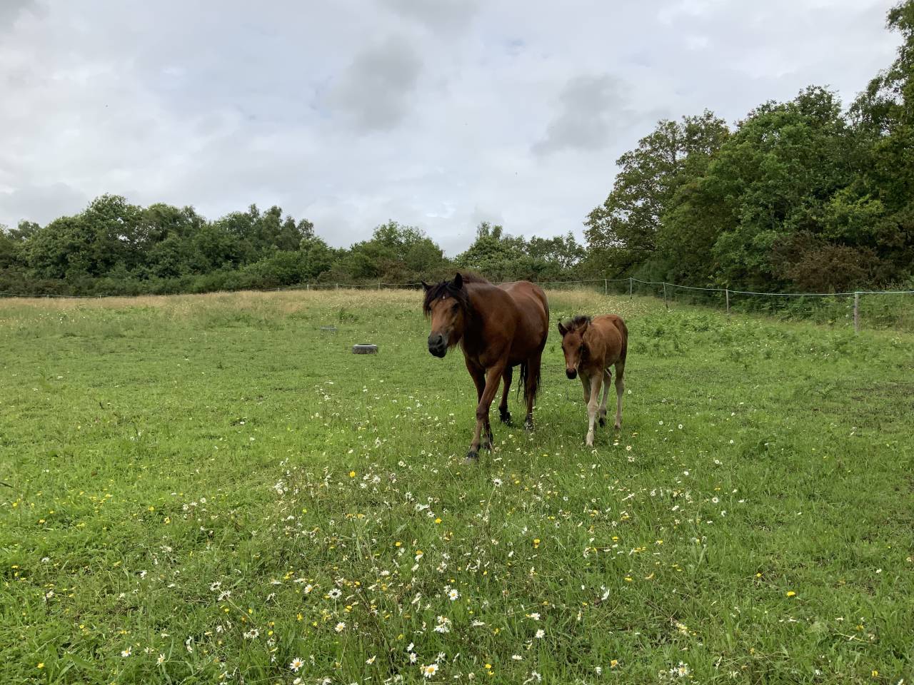 Colt Connemara For sale 2025 Bay