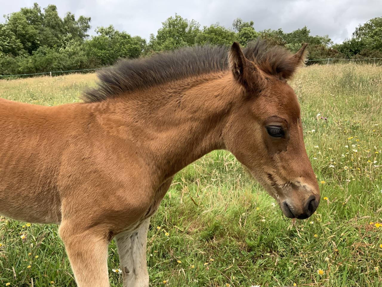 Colt Connemara For sale 2025 Bay