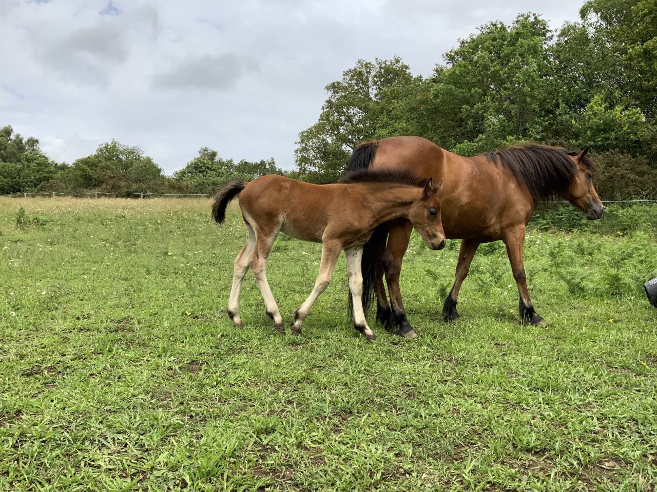 Colt Connemara For sale 2025 Bay