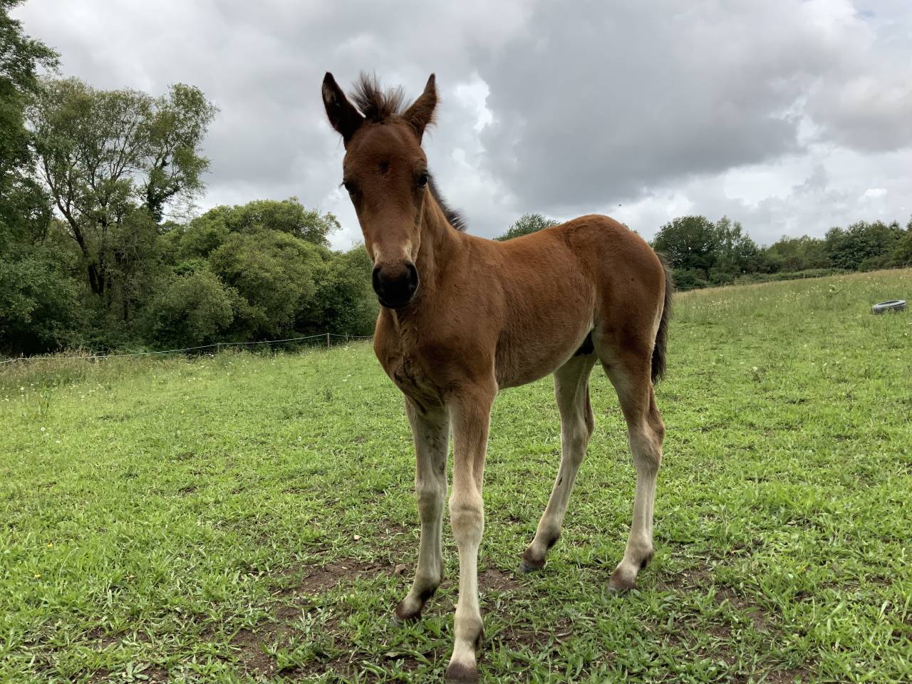 Colt Connemara For sale 2025 Bay