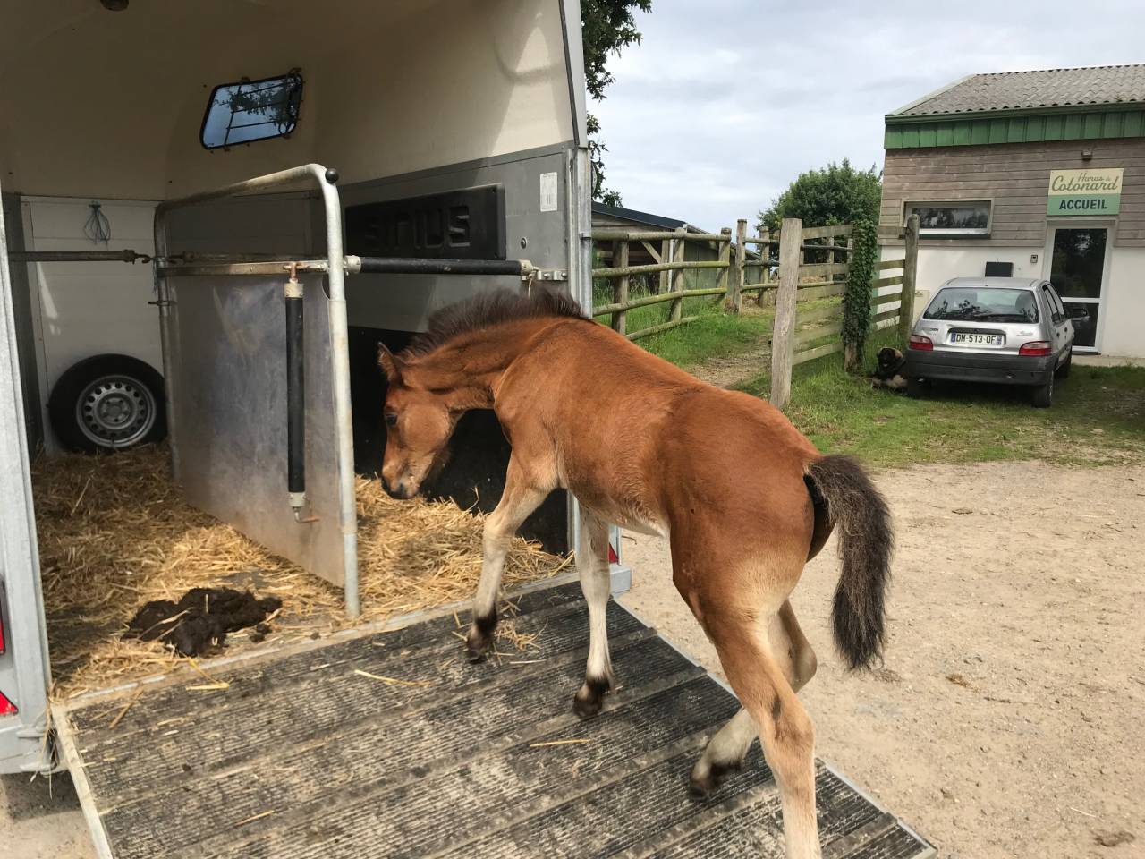 Colt Connemara For sale 2025 Bay