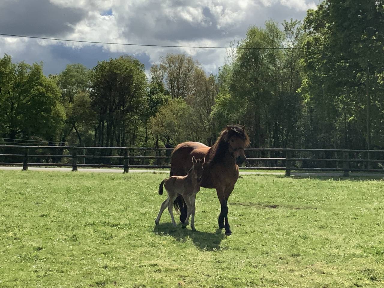 Colt Connemara For sale 2025 Bay