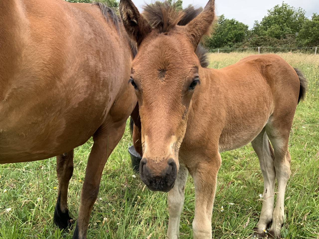 Colt Connemara For sale 2025 Bay