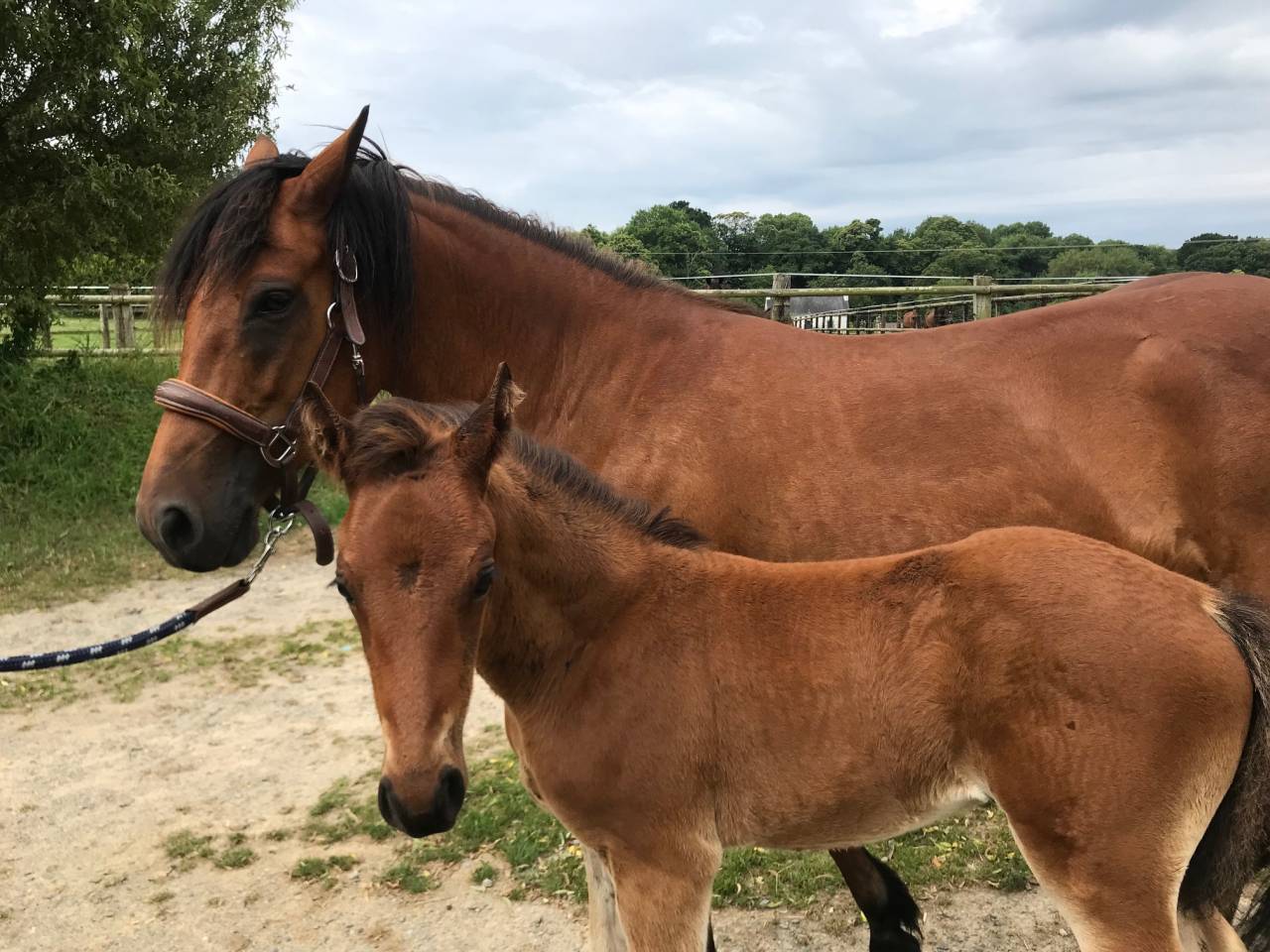 Colt Connemara For sale 2025 Bay