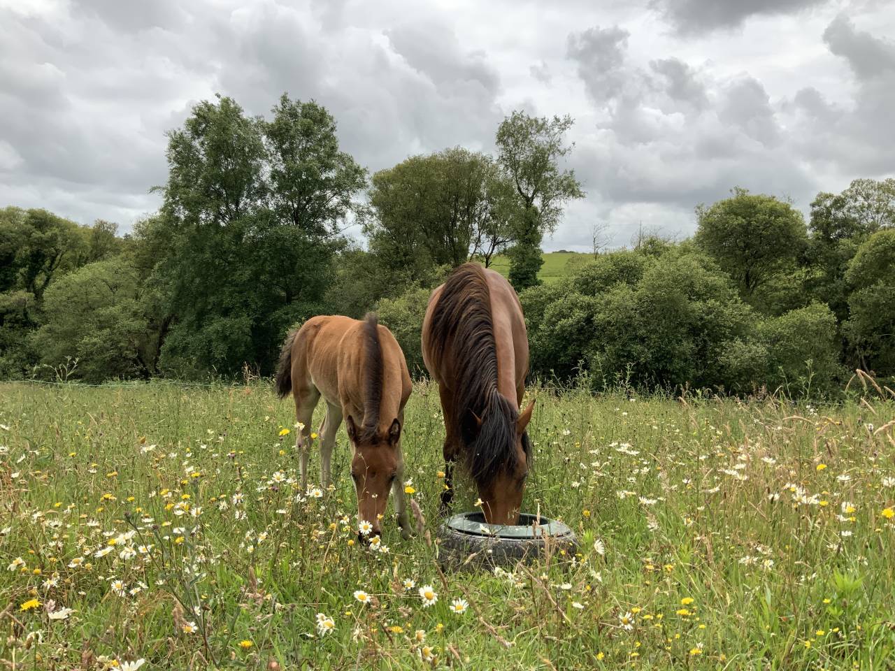 Colt Connemara For sale 2025 Bay