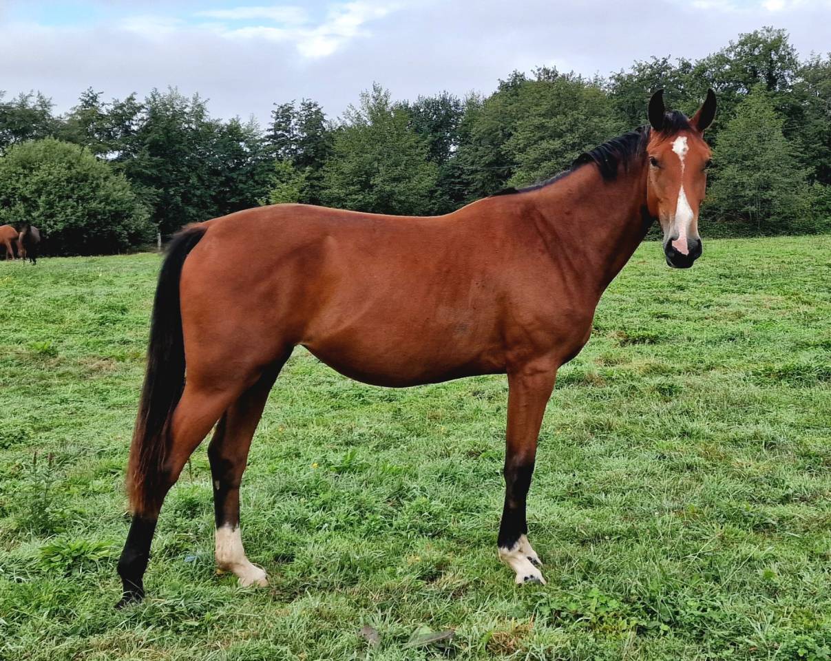 Mare Selle Français For sale 2023 Bay