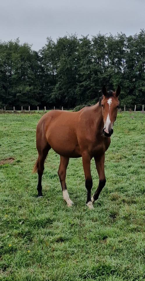 Mare Selle Français For sale 2023 Bay