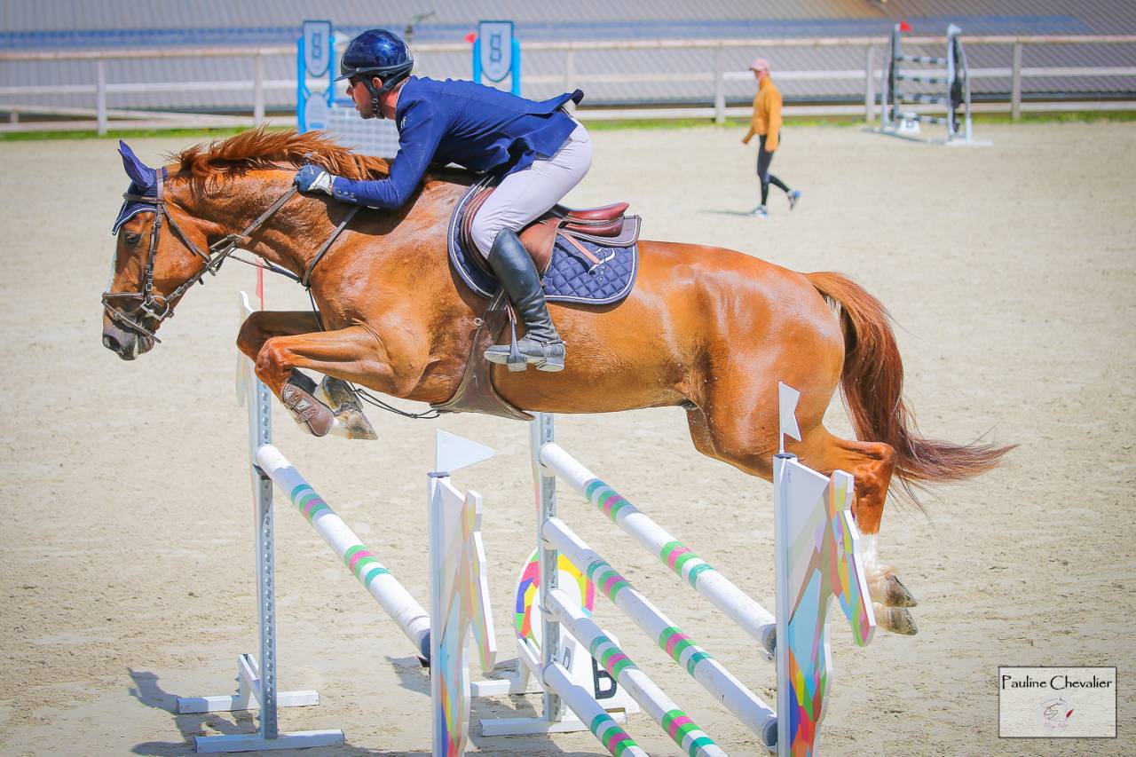 Gelding Selle Français For sale 2017 Chesnut