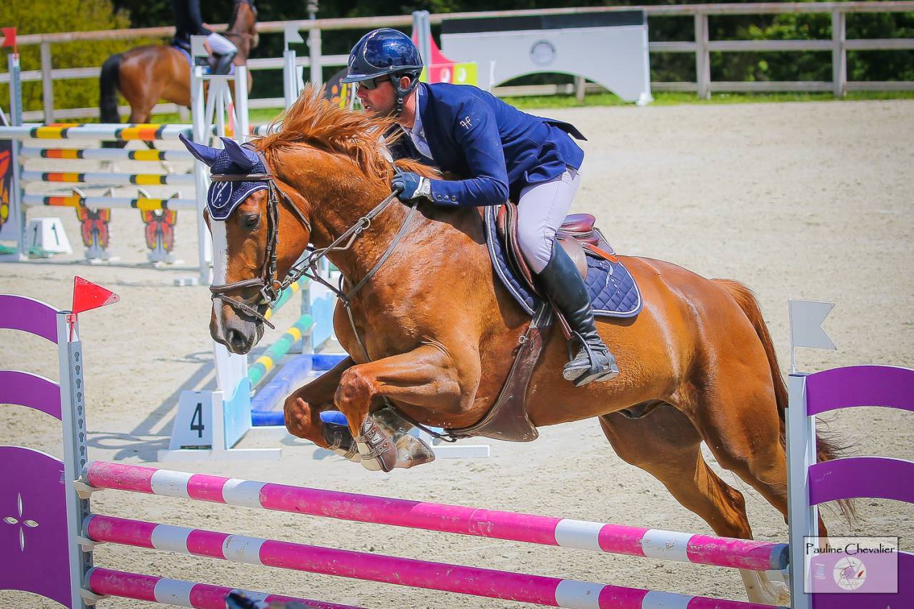 Gelding Selle Français For sale 2017 Chesnut