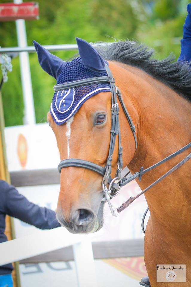 Gelding Selle Français For sale 2013 Bay