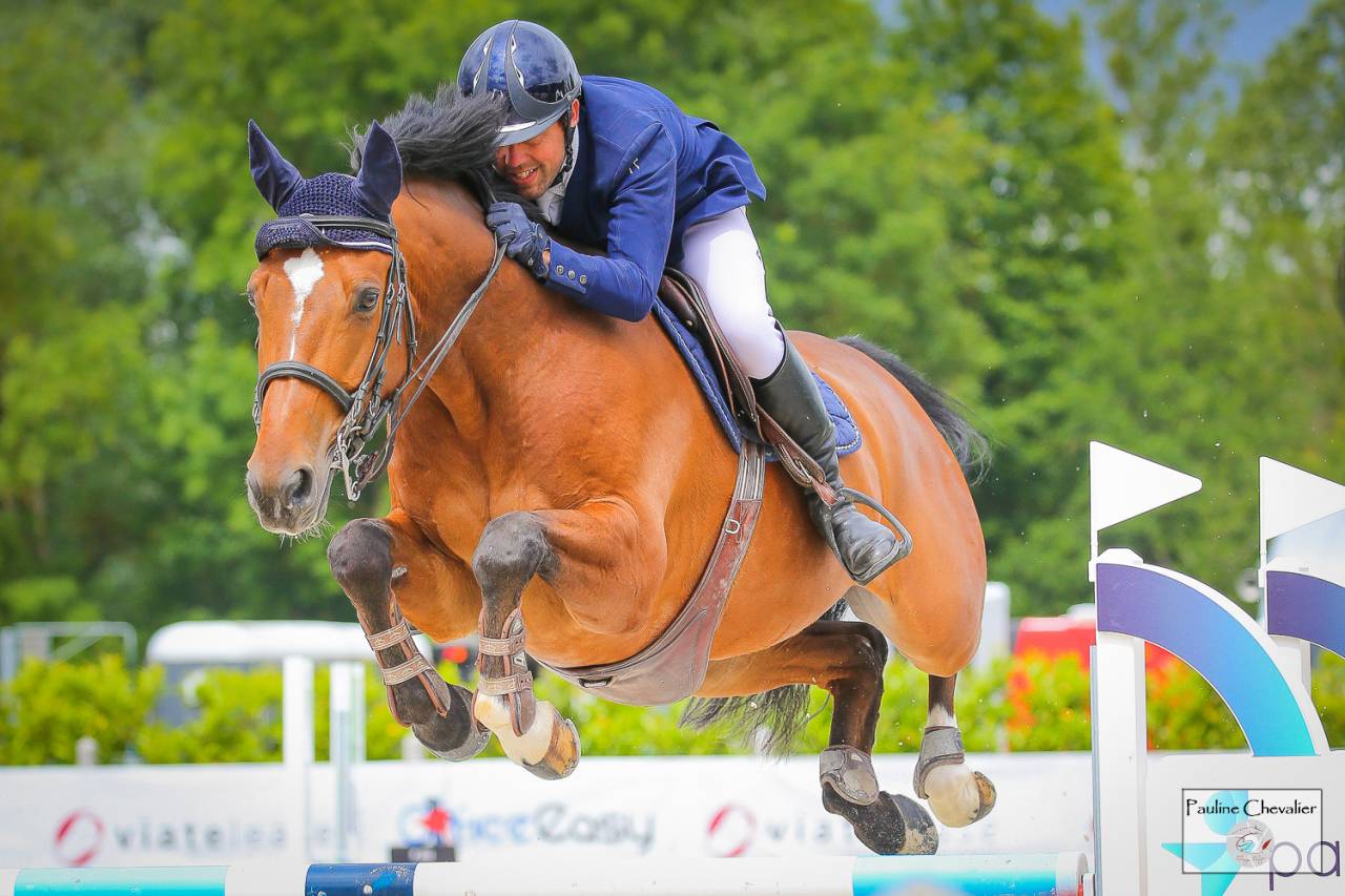 Gelding Selle Français For sale 2013 Bay