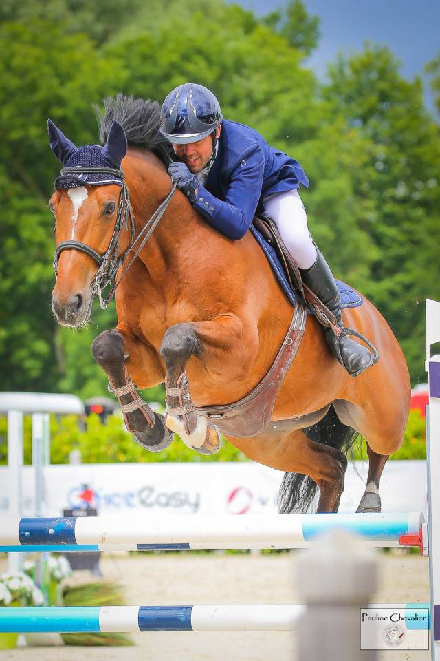 Gelding Selle Français For sale 2013 Bay