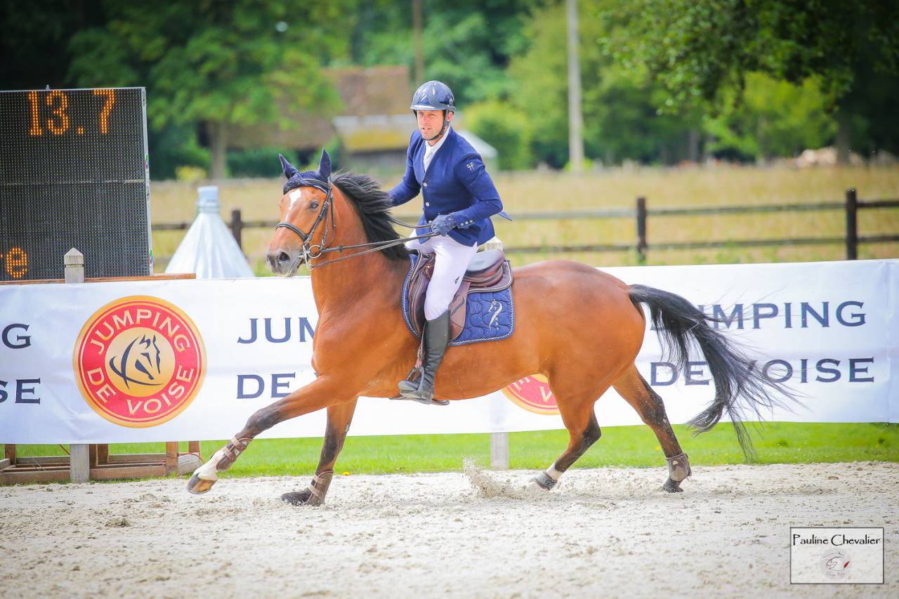 Gelding Selle Français For sale 2013 Bay