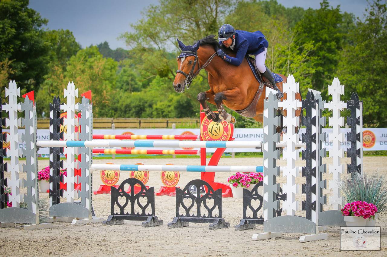 Gelding Selle Français For sale 2013 Bay